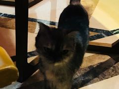 -猫色咖啡·猫咖