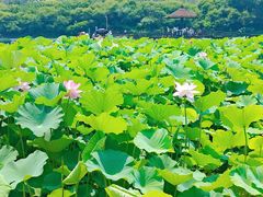 -前关湿地公园