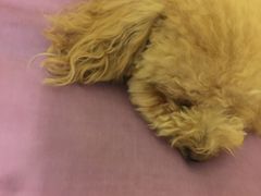 -美联众合动物医院·24h转诊中心