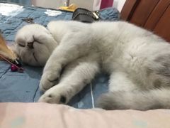 -lincat·猫舍(广州店)