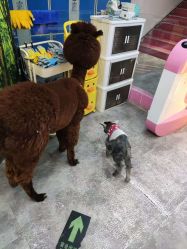 -神奇动物撸宠馆·羊驼·小浣熊·异宠(豫园店)