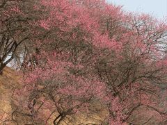 -新建村梅花