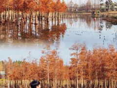 -白鹭湾湿地公园