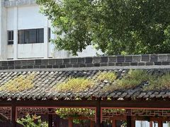 -迎江寺