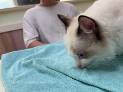 -瑞鹏宠物医院·猫科·宠保定点(梅溪湖分院)