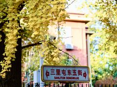 -三里屯东五街银杏大道