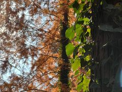 -黄海国家森林公园