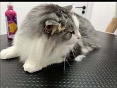 -山宅一喵德文卷毛猫舍