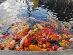 -国色天乡三期陆地乐园