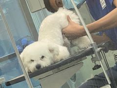 -爱宠屋pet shop·宠物洗澡·宠物美容