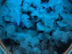 -鹿儿岛水族馆