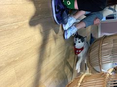 -Husky Go! 哈士奇体验馆·宠物咖啡厅狗咖