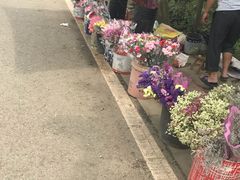 -三圣花乡旅游区