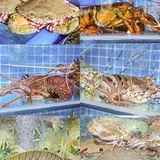 三亚吃川味海鲜最佳去处！