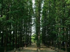 -日照海滨国家森林公园