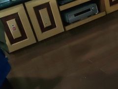 -欣宠猫屋·矮脚拿破仑·蓝金金渐层