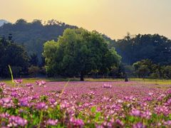 -福建鲤鱼洲酒店