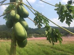 -红山村
