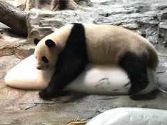 -广州长隆国际大马戏