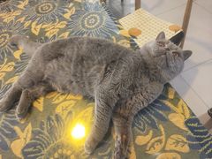-平行世界·猫咖(首经贸店)