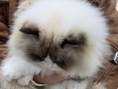 -爱洗澡的猫(天河路店)