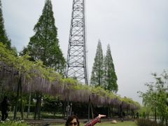 -嘉定紫藤园