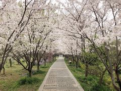 -香雪海