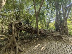 -中国科学院西双版纳热带植物园