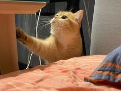 -lincat·猫舍(广州店)