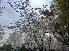 -上海共青森林公园