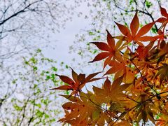 -杭州半山国家森林公园