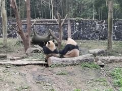 -都江堰中华大熊猫苑