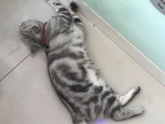 -平行世界·猫咖(首经贸店)