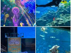 -海合安武汉极地海洋公园
