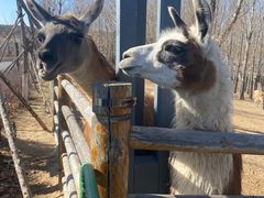 -鄂尔多斯野生动物园