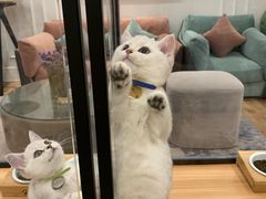 -袖虎·猫馆(体育西路店)