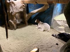 -zoonana室内动物园(东方福来德店)