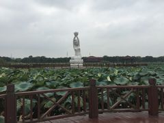 -荷塘月色湿地公园·向阳花洲
