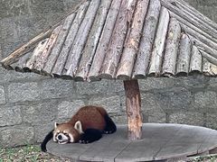 -上海野生动物园