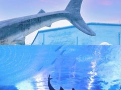 -海合安武汉极地海洋公园