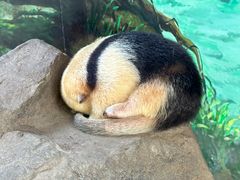 -上海野生动物园