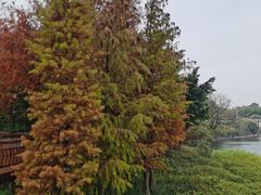 -广东花都湖国家湿地公园