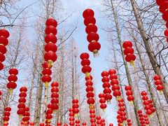 -东平国家森林公园