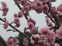 -观澜湖生态运动公社