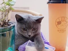 -猫咪派对(江南西店)