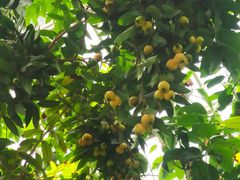 -国家植物园南园