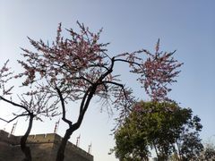 -环城公园