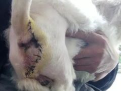 -瑞派福兴宠物医院犬猫全科·骨科·中西医结合(河东店)