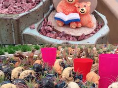 -荷兰花海