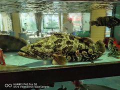 -越百海海鲜蒸锅(乐山店)